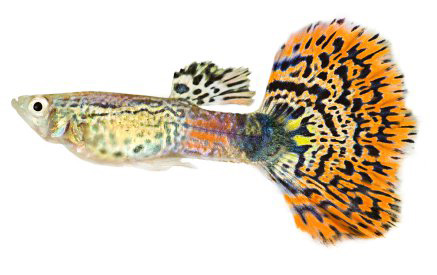 Guppy